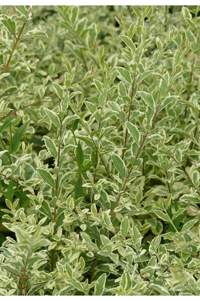Ligustrum ibota Musli